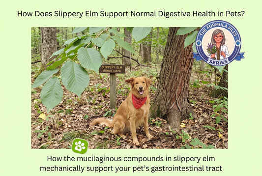 How Does Slippery Elm Support Normal Digestive Health in Pets?