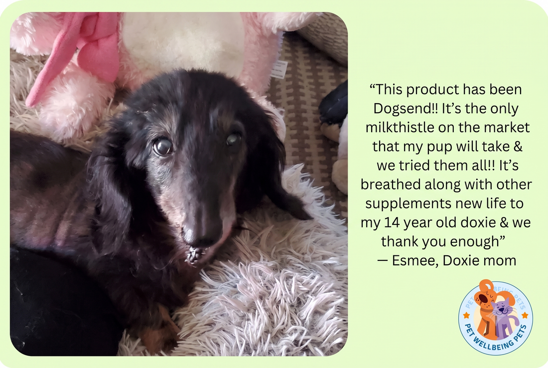 Why Whole Milk Thistle Outperforms Plain Silymarin for Your Pet's Golden Years