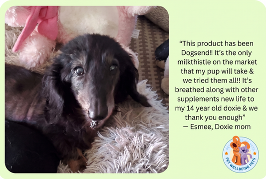 Why Whole Milk Thistle Outperforms Plain Silymarin for Your Pet's Golden Years