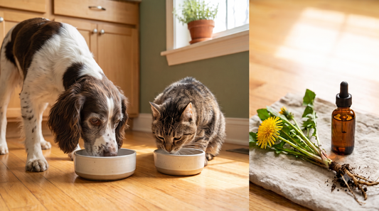 Dandelion Root: Nature's Gentle Support for Your Pet's Liver and Digestion