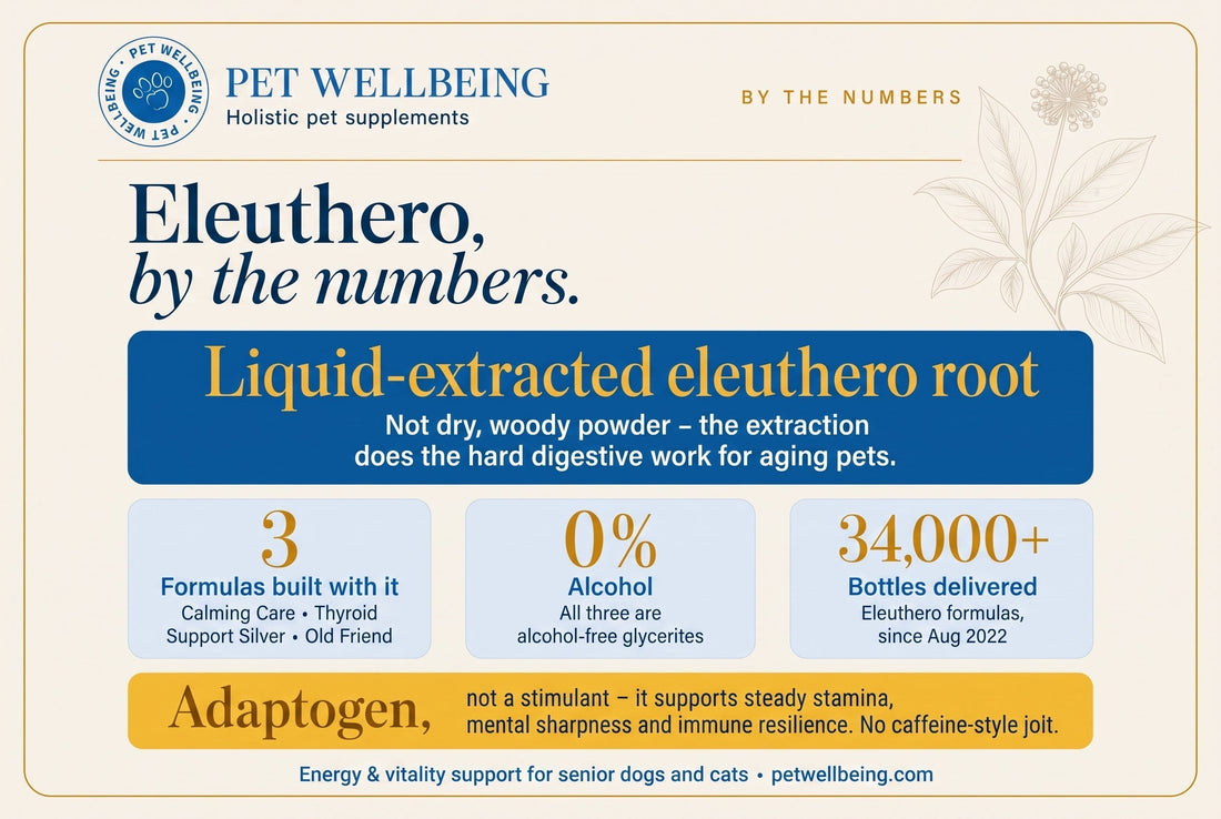 Eleuthero, By the Numbers: Why This Adaptogen Is in Three of Our Bestselling Formulas