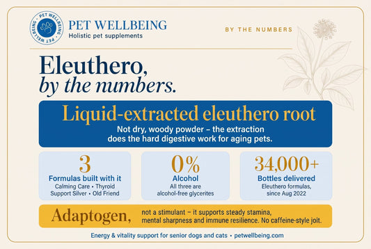 Eleuthero, By the Numbers: Why This Adaptogen Is in Three of Our Bestselling Formulas