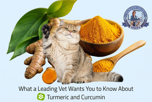 What a Leading Vet Wants You to Know About Turmeric and Curcumin