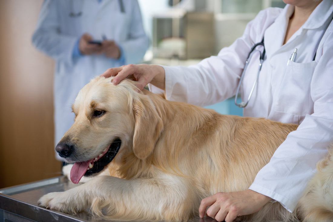 Everything You Ever Wanted to Know About Dog Cancer
