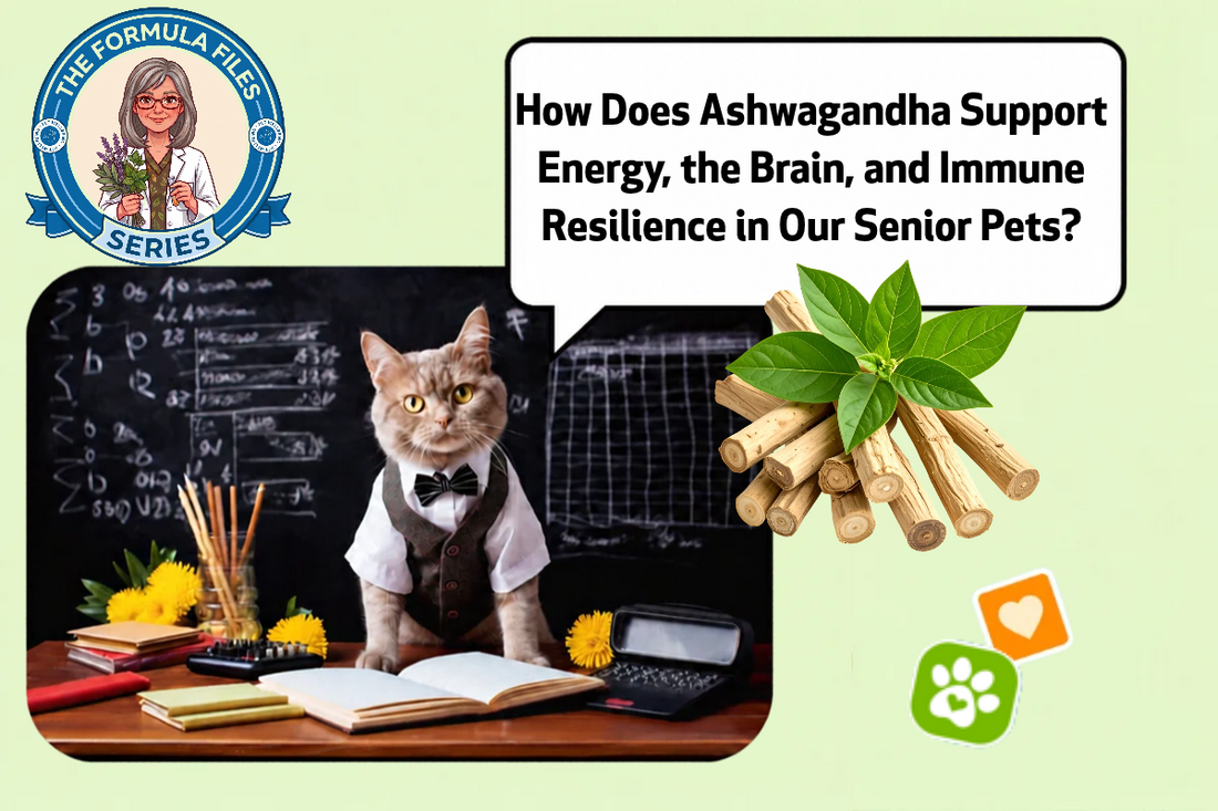 How Does Ashwagandha Support Energy, the Brain, and Immune Resilience ...