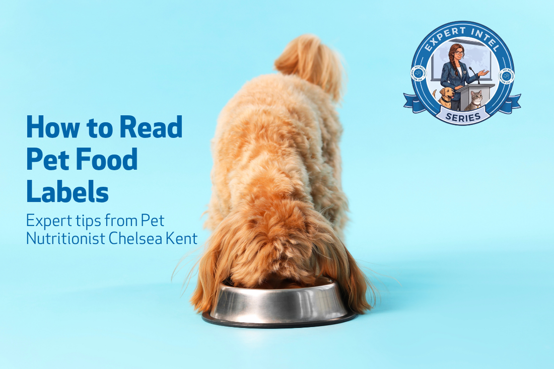 How to Read Pet Food Labels: Expert Tips from Pet Nutritionist Chelsea Kent