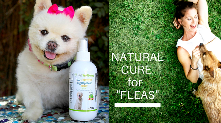 Dreaded Season for FLEAS? Natural Bug Repellent Spray Works Fast!