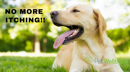 Discover Fast Relief for Itching Pets: Skin Allergies & Hot Spots