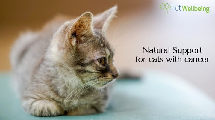 Natural Support for cats with cancer - inspiring customer story