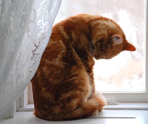 Does Your Cat Have OCD?