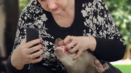 Why You Should Never Self-Diagnose Your Pet