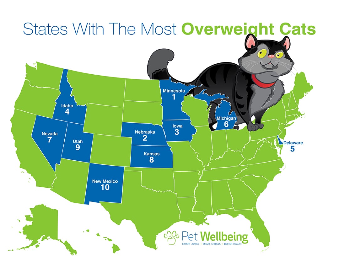 Think The Fattest States Have The Fattest Pets? Think Again, Research Says