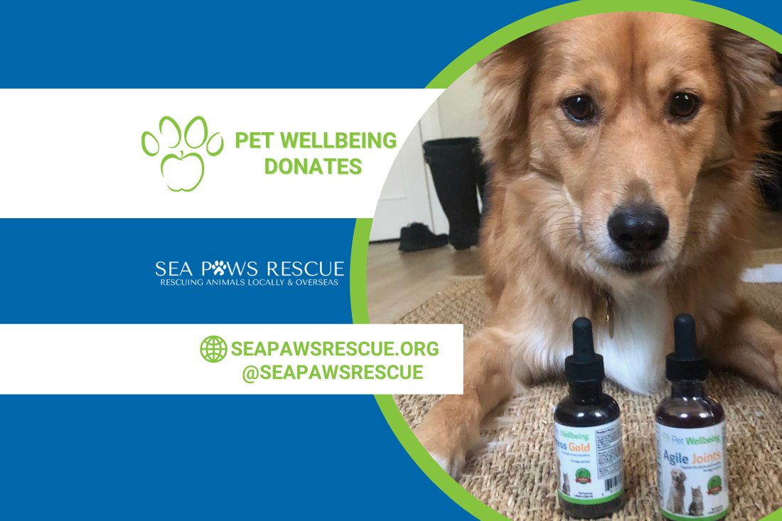 Pet Wellbeing Rescues the Rescues Donation Update: Sea Paws Rescue