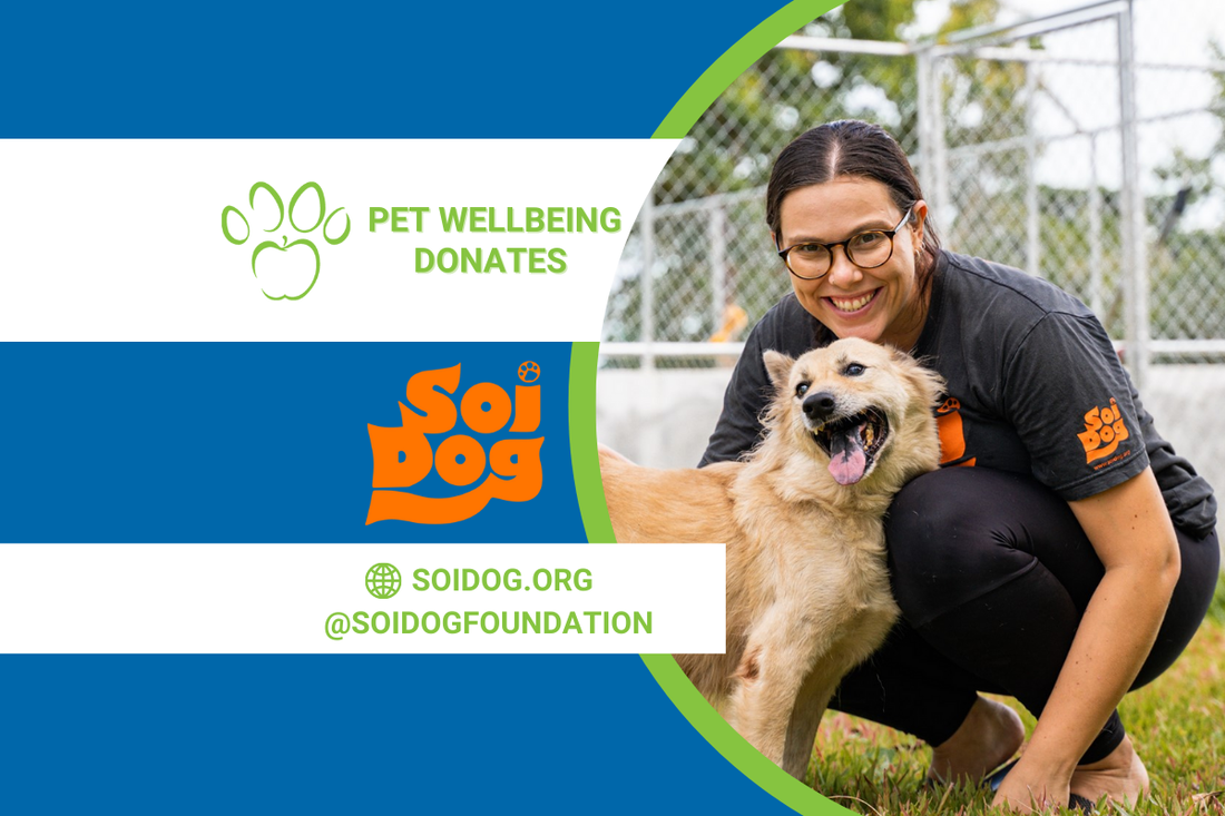 Pet Wellbeing Rescues the Rescues Update: Soi Dog Foundation