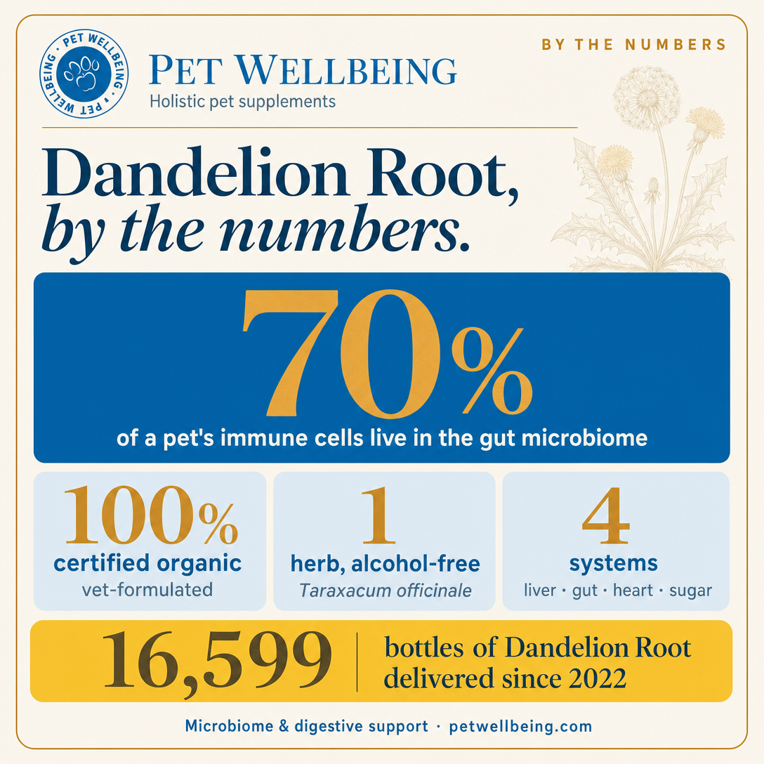 Dandelion Root’s Microbiome Impact, By the Numbers