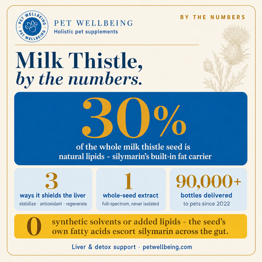 Milk Thistle, By the Numbers: Does Milk Thistle Really Support Liver Health in Pets?