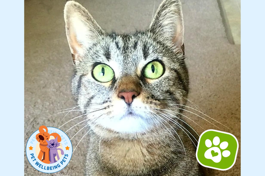 The Bacon-Flavored Boost: Supporting Your Cat's Active Days and Playful Moods