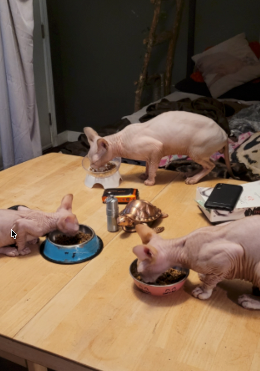 Why Is My Cat a Picky Eater? How Dandelion Root Can Help