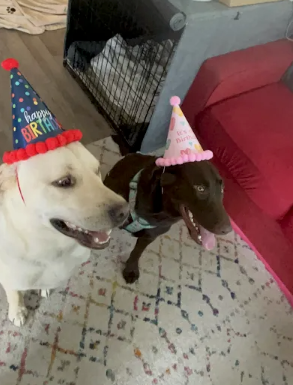 Bilingual, Brilliant, and One: Happy 1st Birthday to Maple!