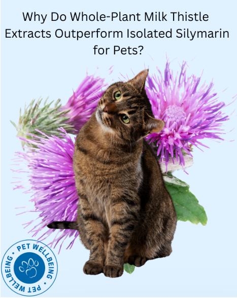 Why Do Whole-Plant Milk Thistle Extracts Outperform Isolated Silymarin for Pets?
