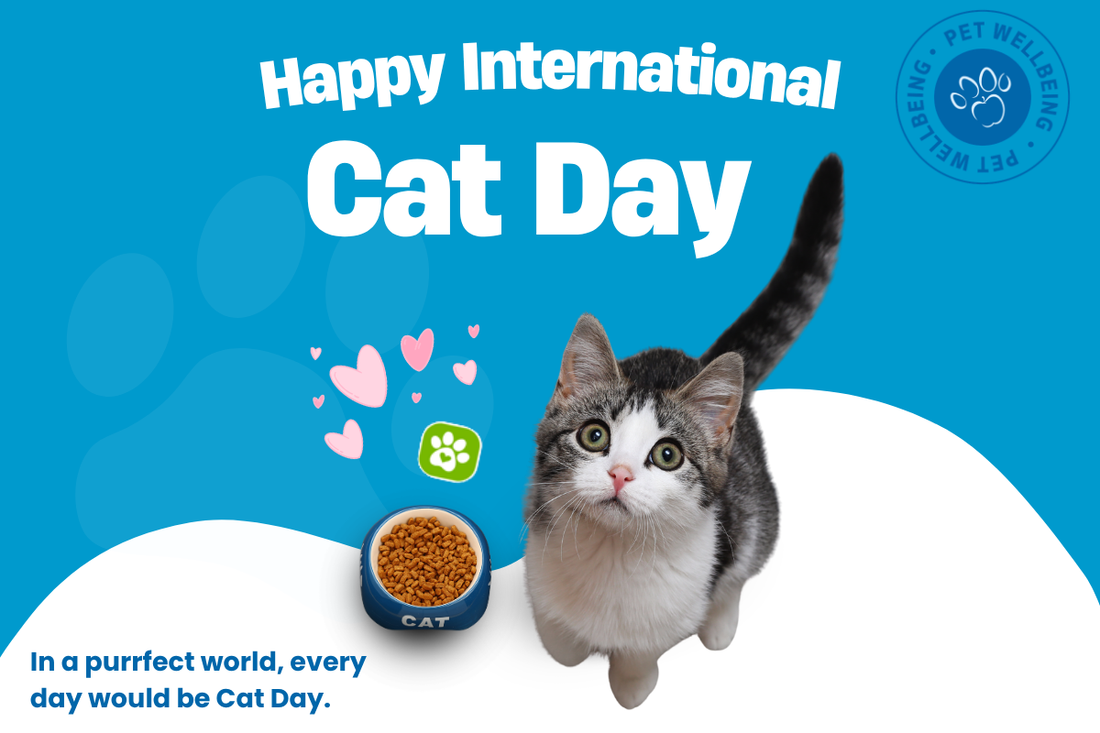 Paws, Play, and Purpose: Celebrating International Cat Day 2026