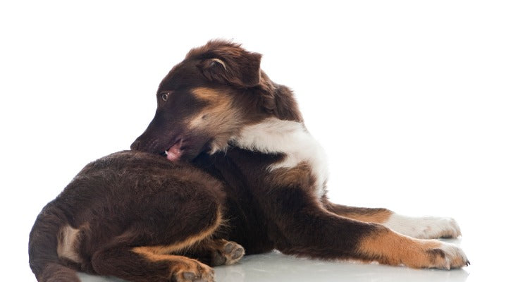 5 Reasons Your Dog Might be Itching Excessively