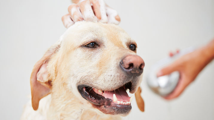 Can bathing your pets help with Pet Allergies?