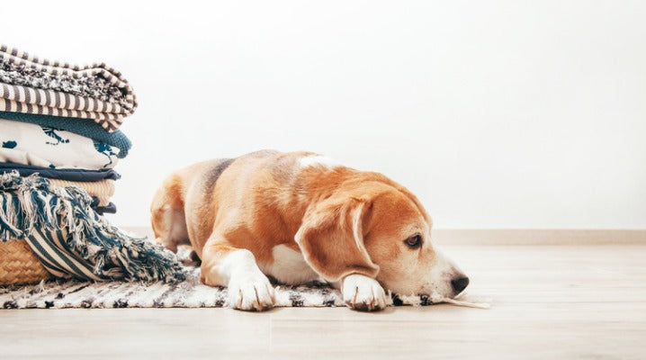 Your Dog's Anemia Can Be a Sign of Much More Serious Health Problems