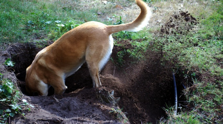 Why in the World Do Dogs Dig?