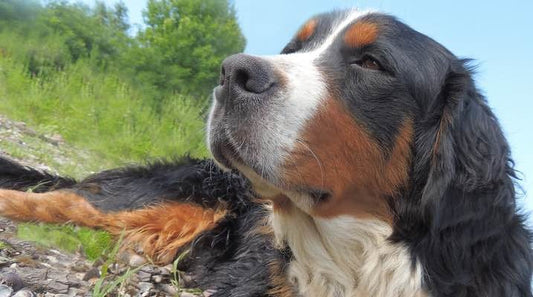 Relieve Your Pet's Seasonal Allergies with a Simple Air Purifier