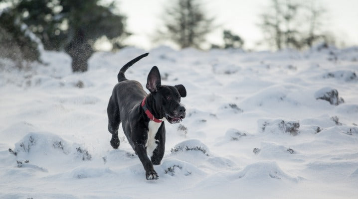Beware Salt in Your Dog's Paw Pads After Winter Walks