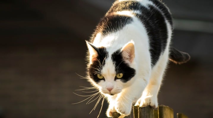 Your Cat's Balance Issue May Be Related to Its Ears