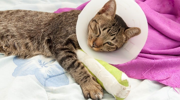 Lagging Behind: Reasons Why Your Cat May Be Limping