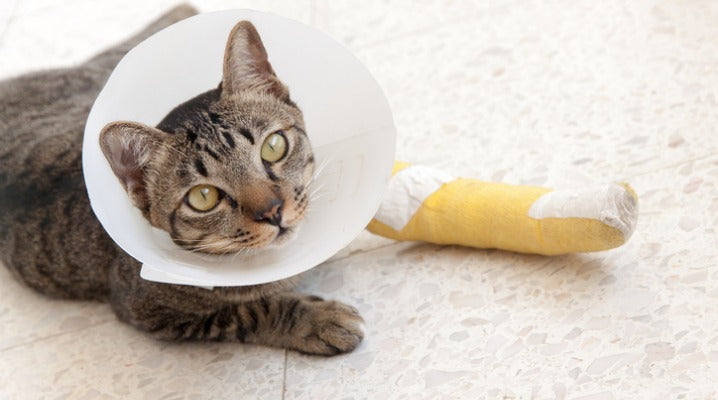 What You Should Know About Post-Surgical Care for Cats