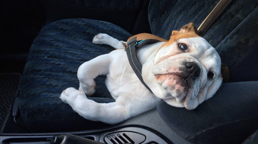 Car Safety: Common Approaches to Keeping Dogs Safe on the Road