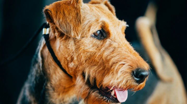 Discover How a Senior Dog Can Overcome Canine Cancer