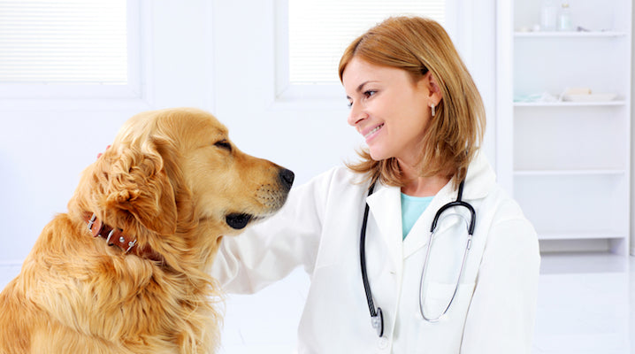 Cancer and your Pet (Preventative Pet Care)