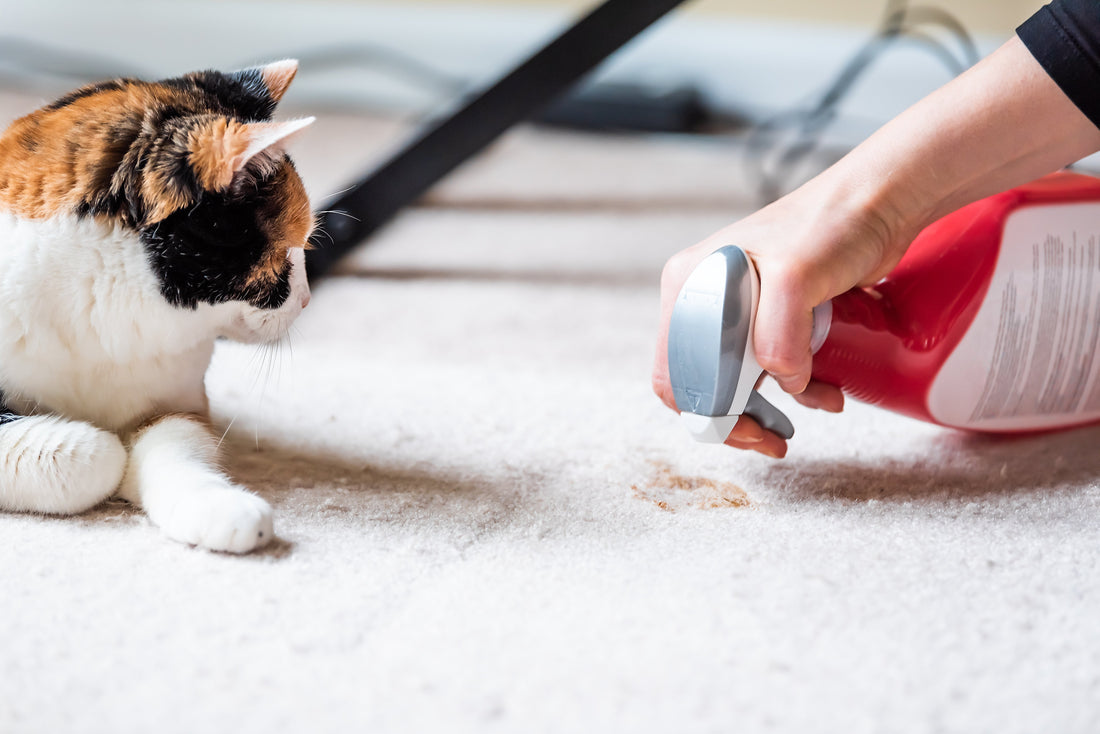 10 Reasons Your Cat Isn't Using the Litter Box