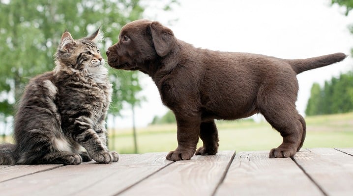 5 Steps to a Stress-Free Introduction Between Your Cat and New Puppy