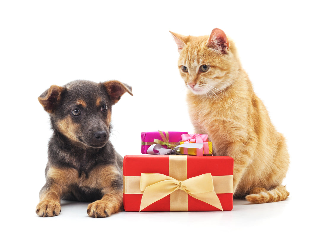 Supplement Gifts to Relieve a Pet Suffering from Digestive Problems