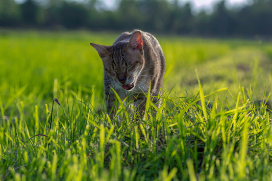 10 Signs Your Pet is Feeling Nauseous and Needs Your Help