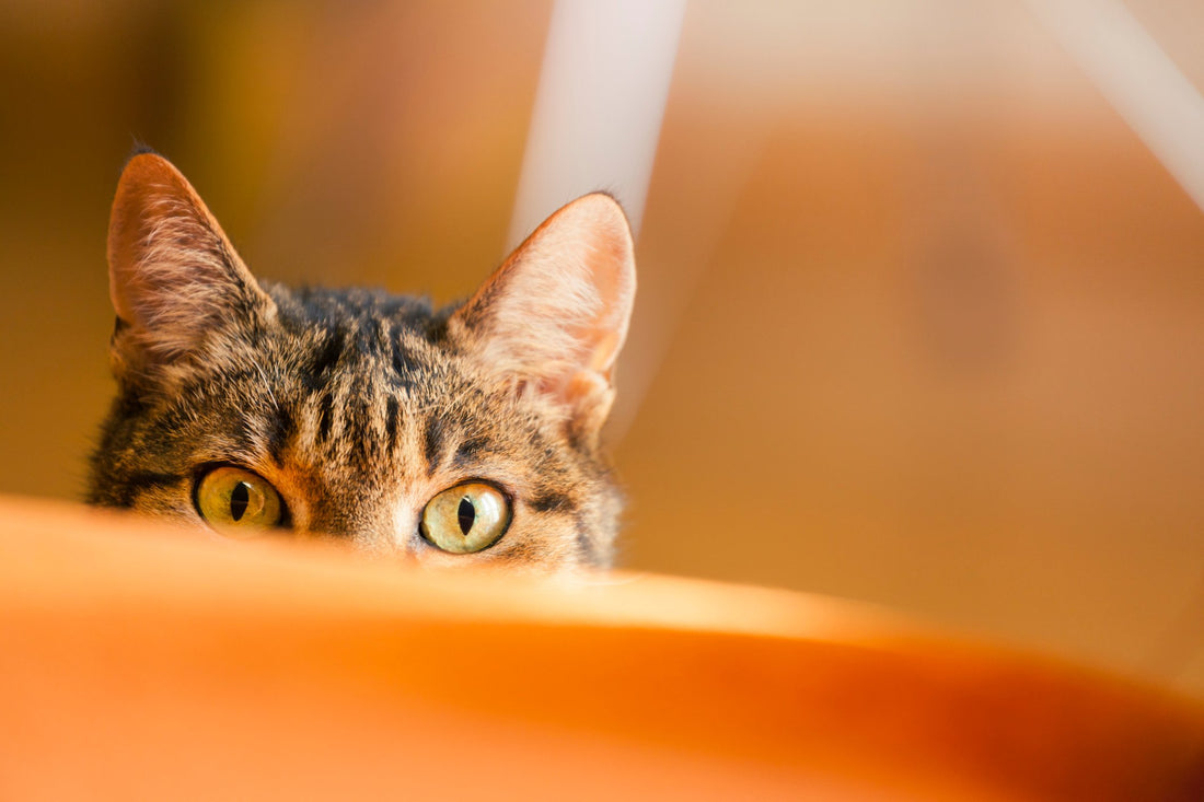 Watch Your Cat's Ears to Clue into Their #Mood