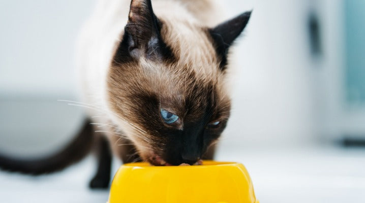 Wet Food vs. Dry Food for Cats: Which Should You Choose?