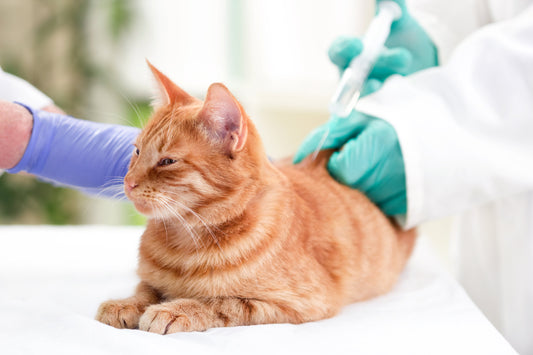 November is Pet Diabetes Awareness Month!