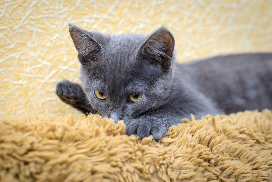 3 Reasons for Your Cat's Newfound Blanket Sucking Habit