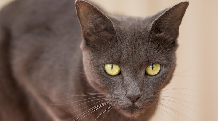 What to do when conventional treatment only makes your cat even sicker than feline liver disease