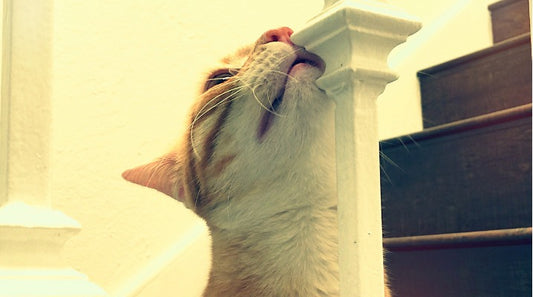 What Are Cat Pheromones Used For and How Do They Work?