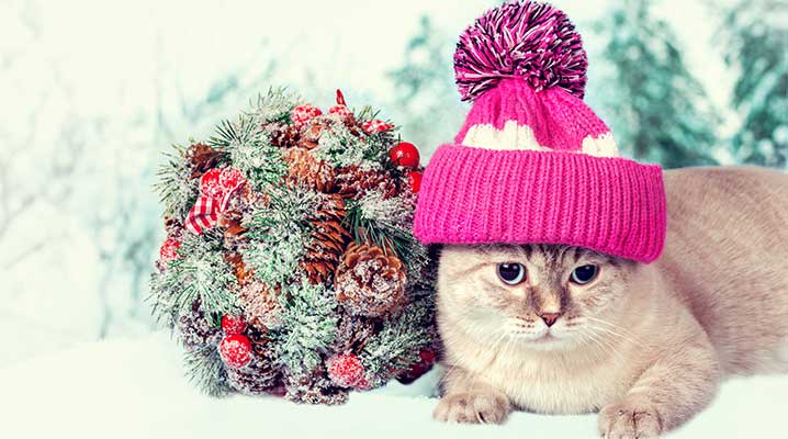 Protect Your Pet From Toxic Holiday Plants