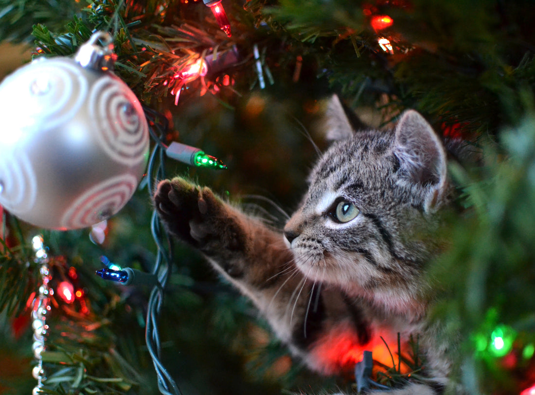 8 Reasons to Keep Your Pet Away from the Christmas Tree