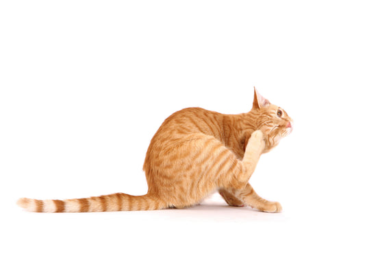 Is All That Scratching from an Ear Infection or Mites?